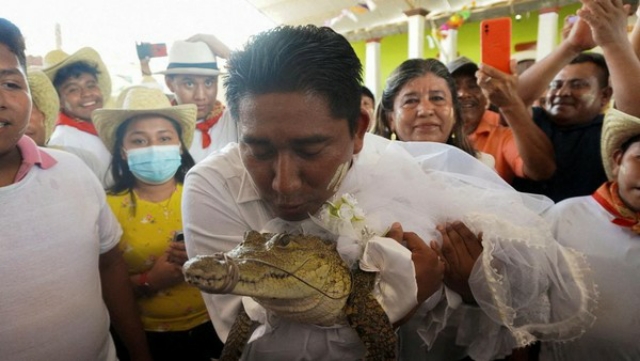 Jalankan Ritual Khusus, Walikota di Meksiko Nikahi Buaya