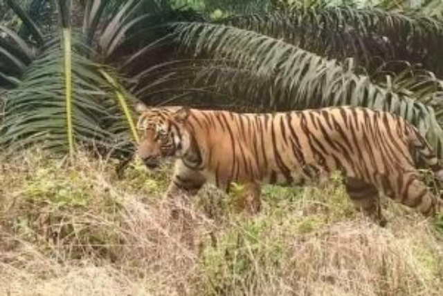Harimau Sumatera Terkam Warga Inhil hingga Tewas