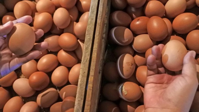 Waduh, Harga Telur Ayam Naik hingga Rp40 Ribu/Kg, Ini Biang Keroknya
