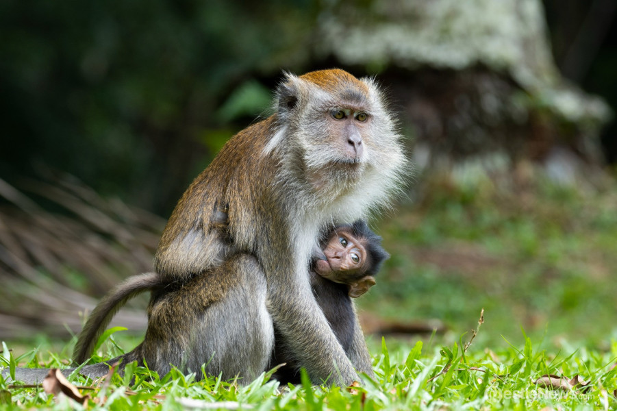 Mengintip Hutan  Perawan di Kawasan Kamp PHR Rumbai