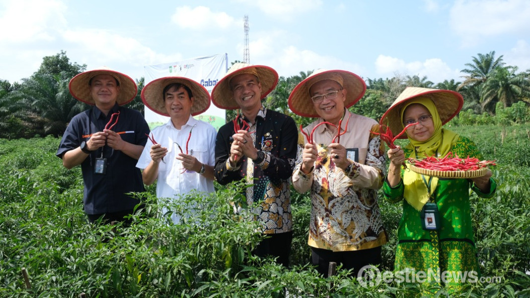 Petani Binaan BI Riau Panen Cabai Merah Perdana di Kampar