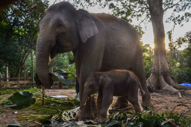 Hore..Populasi Gajah Sumatera Bertambah