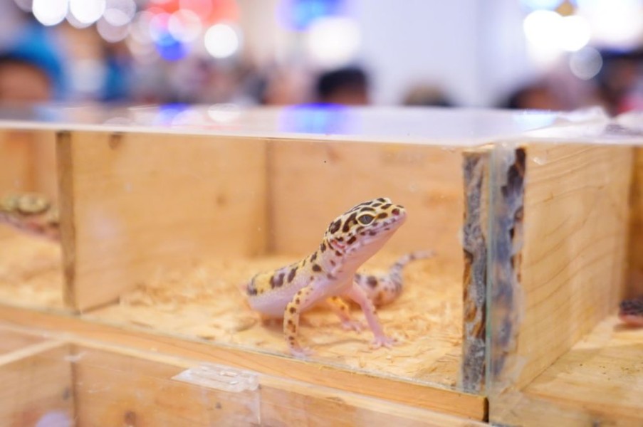 Pameran Reptil Jadi Sorotan Unik di Pets Day Out 2025