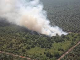 Jumlah Lahan Terbakar di Riau Sepanjang 2023 Alami Kenaikan dari Tahun Sebelumnya