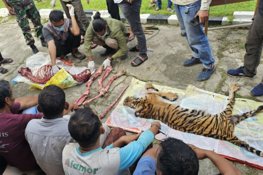 Tragis, Harimau Sumatera Dibunuh dan Dikuliti di Rokan Hulu, Enam Pelaku Ditangkap