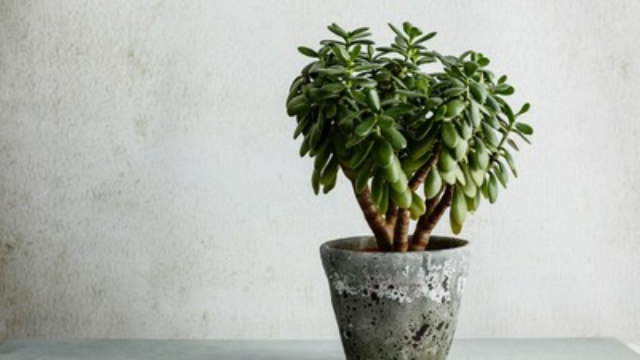 Catat! Berikut 7 Tanaman Cantik Pembawa Keberuntungan