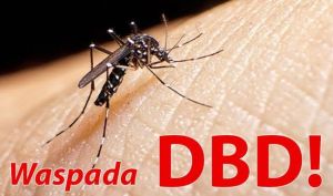 1.471 Kasus DBD dalam Empat Bulan, Dinas Kesehatan Riau Ajak Warga Tingkatkan Kewaspadaan