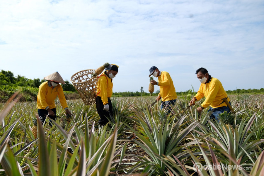 PT KPI Kilang Dumai Sukses Wujudkan Pertanian Ramah Lingkungan dan Peningkatan Ekonomi Warga Sekitar