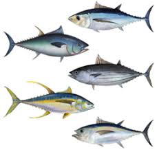 Ikan Tuna, Apa saja Manfaatnya?