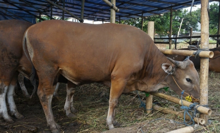 Hewan Kurban yang Terjangkit PMK dan Ngorok Belum Ditemukan di Pekanbaru