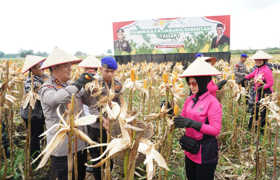 Kapolda Riau Panen 156,64 Ton Jagung Pipil, Hasil Dijual ke Sumbar