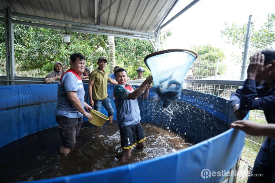 Nelayan Binaan CSR Pertamina Patra Niaga Kilang Dumai Konsisten Panen Ikan Nila Salin